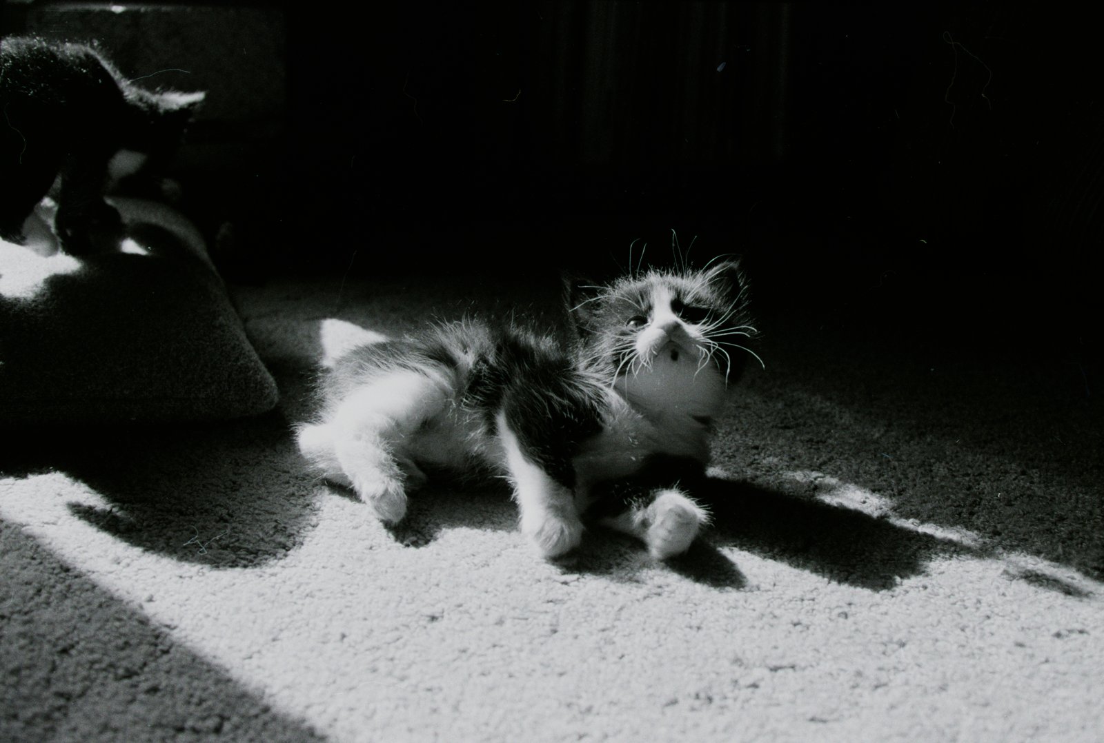 A kitten lying in a shaft of sunlight on a carpet